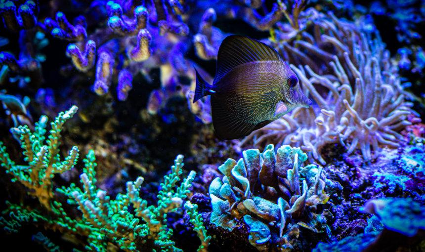 Monnin Restaurant - restaurant VESOUL - restaurant gastronomique vesoul